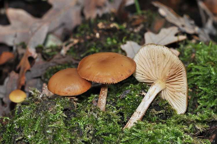 Escursione del tardo autunno nelle colline chiantigiane